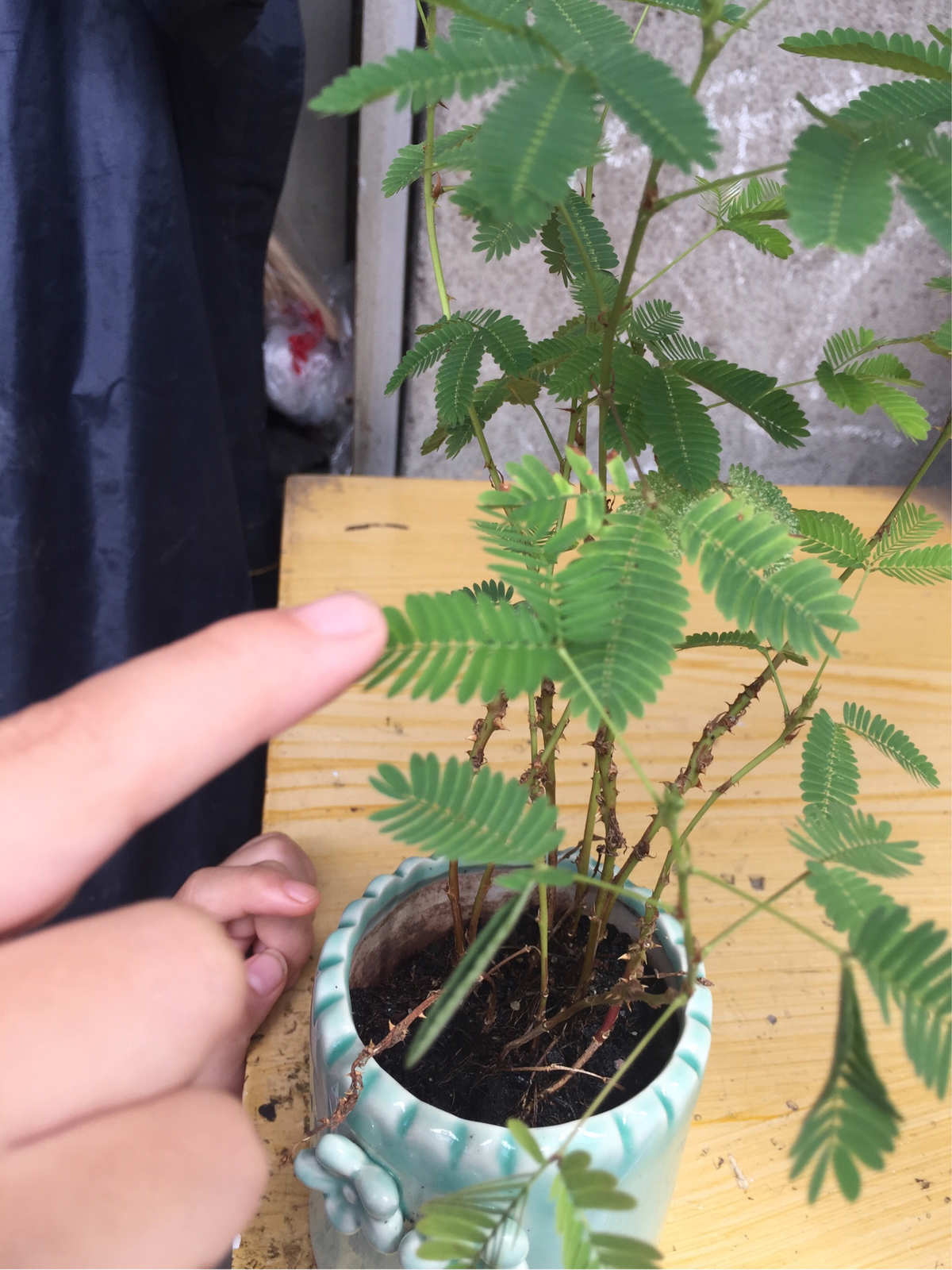 含羞草科研实验_含羞草实验研所_含羞草实验研所