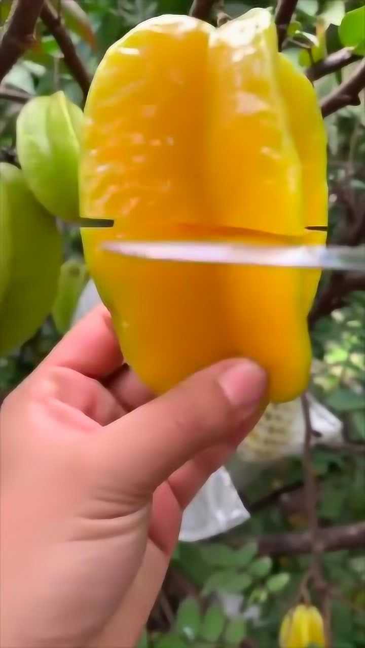 杨桃百度百科视频_搜索杨桃_杨桃视频