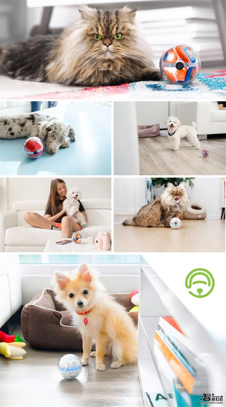 跳跳龙金刚属于什么品种_跳跳龙_跳跳龙动画梦工场