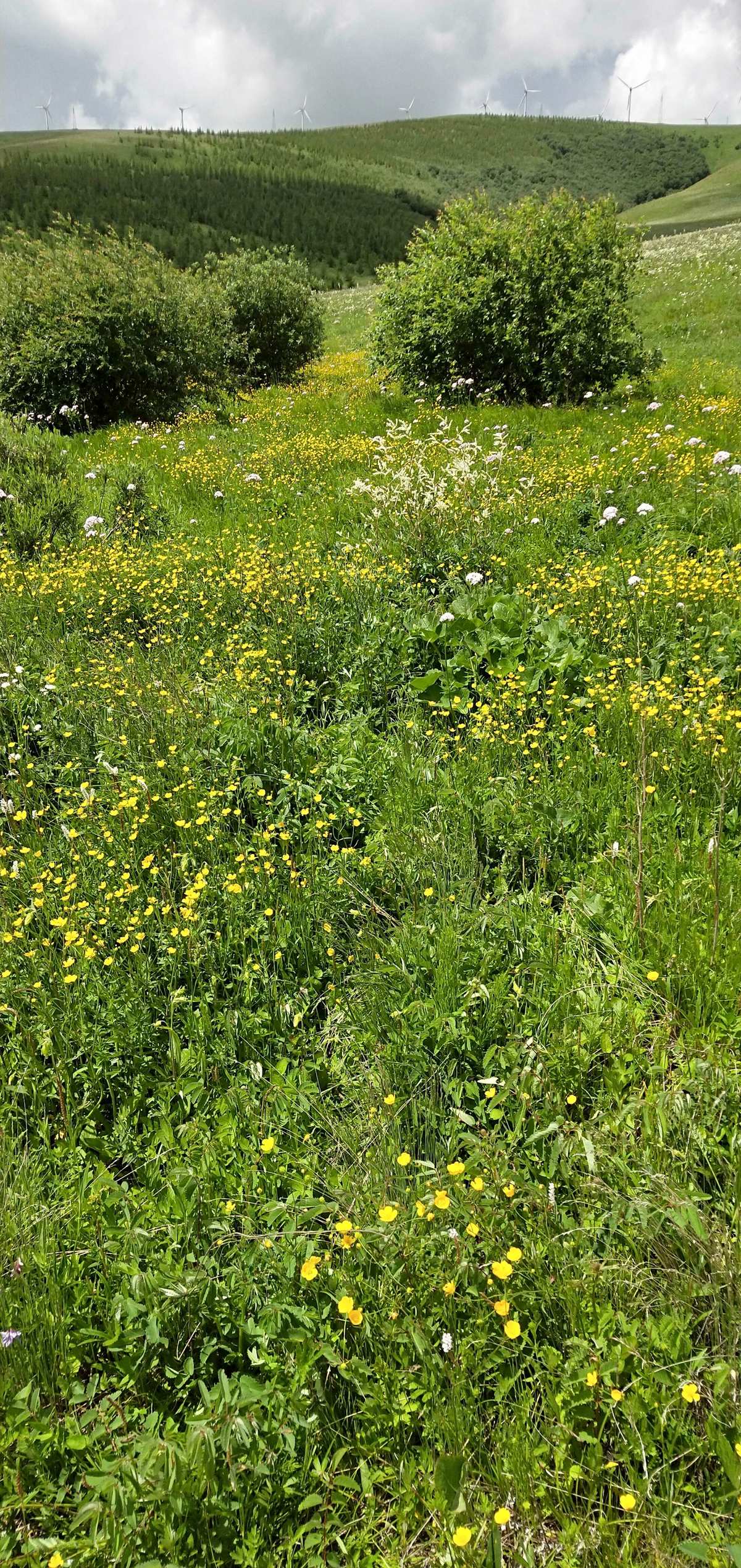 野花免费视频完整在线观看_视频野花观看在线完整免费播放_视频野花观看在线完整免费下载