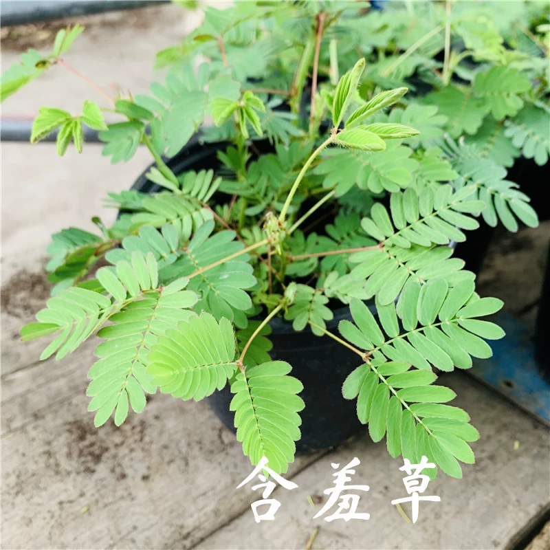 含羞草av入口免费网站进_含羞草av入口免费网站进_含羞草av入口免费网站进
