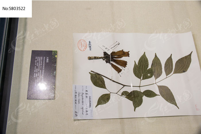 正版标本下载网站_正版标本下载app_标本零正版下载