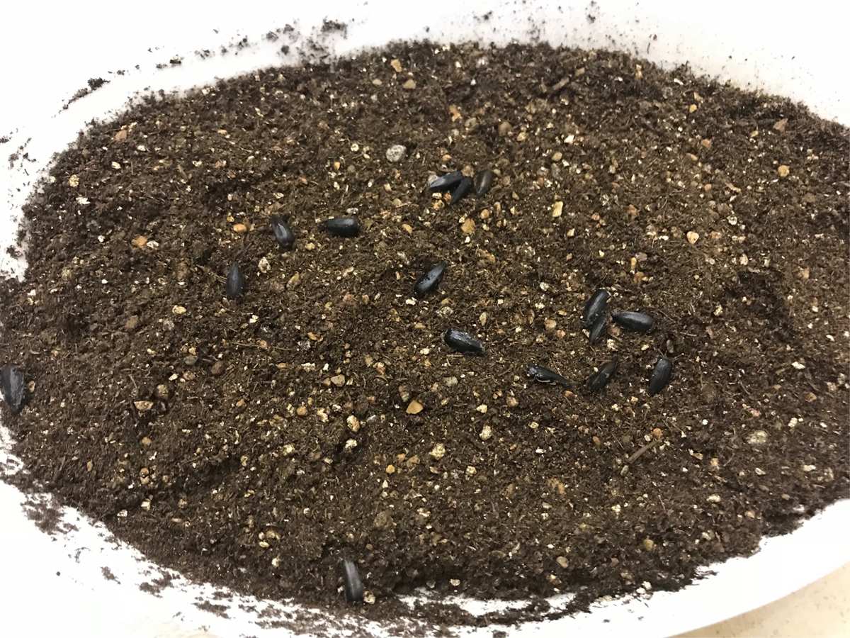 向日葵安装视频_大向日葵丝网花视频_阳光中的向日葵朗诵视频