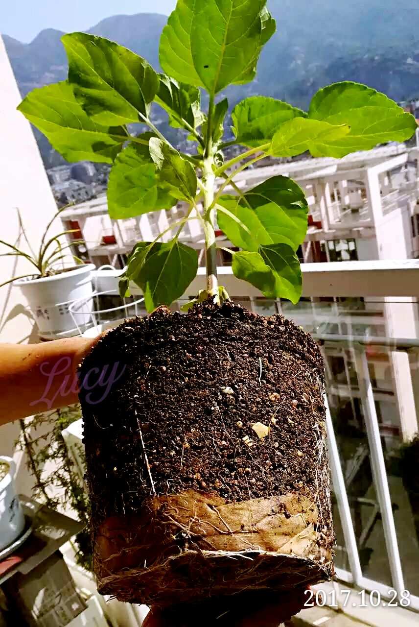 大向日葵丝网花视频_向日葵安装视频_阳光中的向日葵朗诵视频