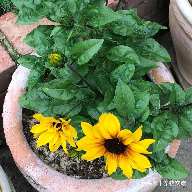 大向日葵丝网花视频_阳光中的向日葵朗诵视频_向日葵安装视频