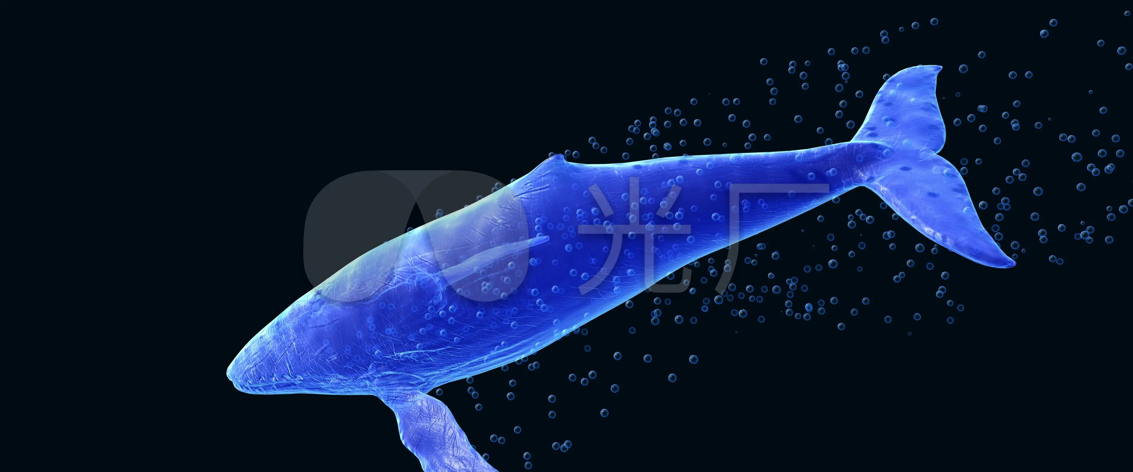 鲸鱼视频_鲸鱼视频特效_鲸鱼短视频