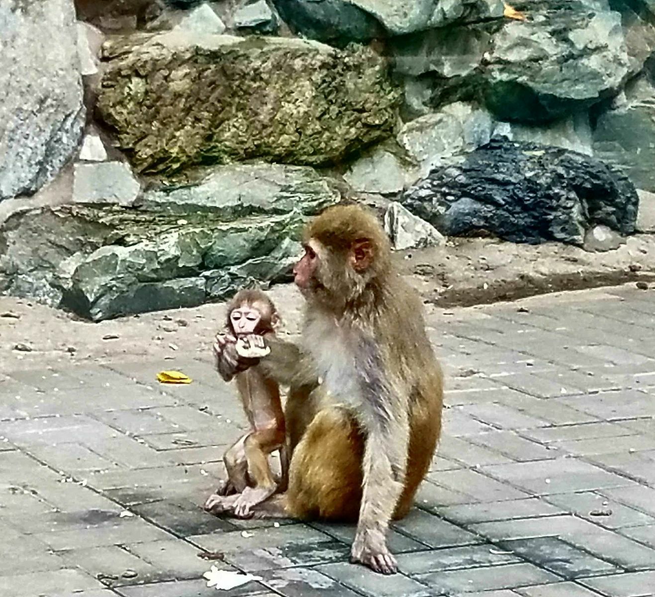 如何避免惹怒猴子？攻略大公开