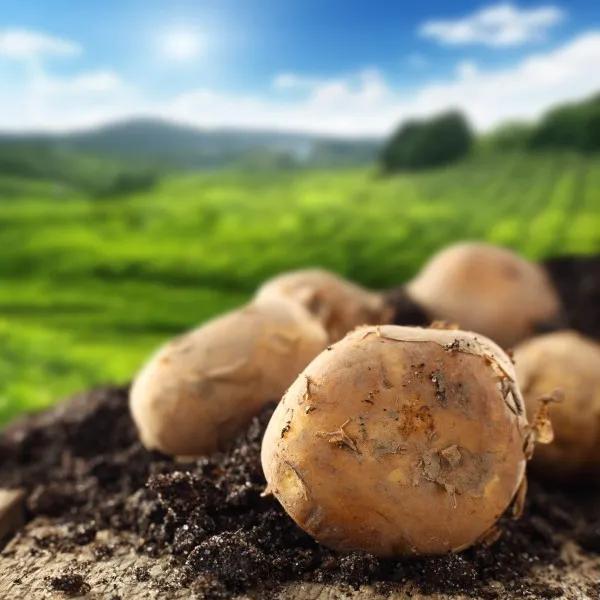 土豆potato_土豆potato安卓版下载_土豆potato软件下载