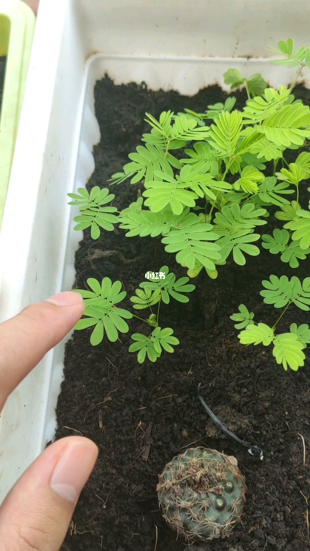 含羞草app实验入口免费_含羞草app实验入口免费_含羞草app实验入口免费