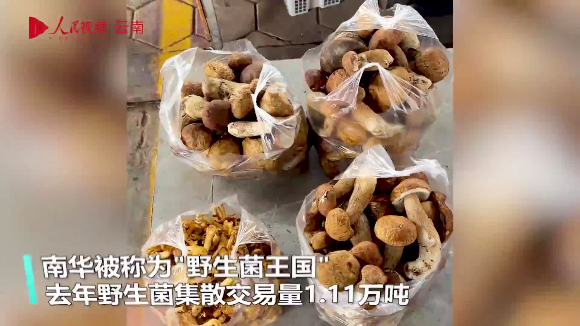 盾菇_盾菇配招_盾菇怎么进化