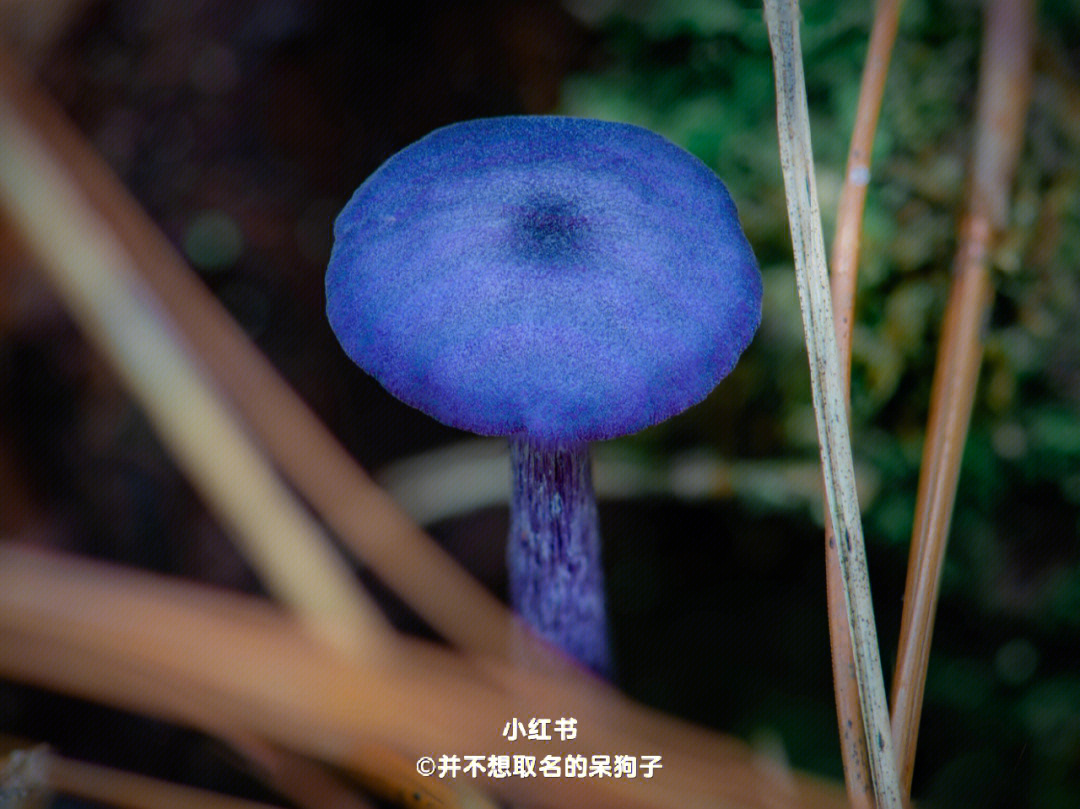 盾菇配招_盾菇_盾菇怎么进化