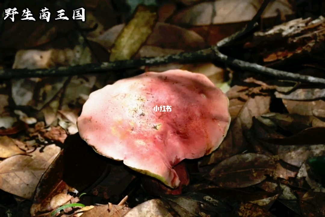 盾菇怎么进化_盾菇配招_盾菇