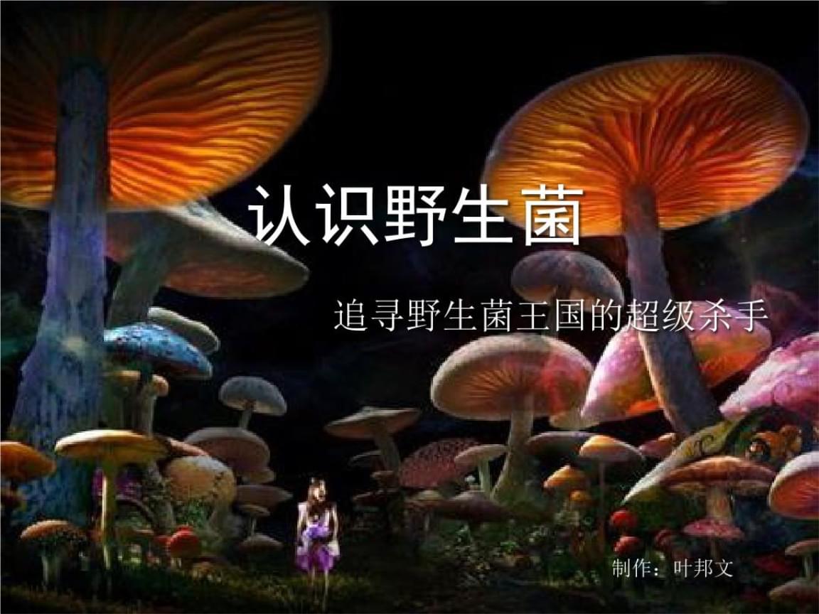 盾菇怎么进化_盾菇配招_盾菇