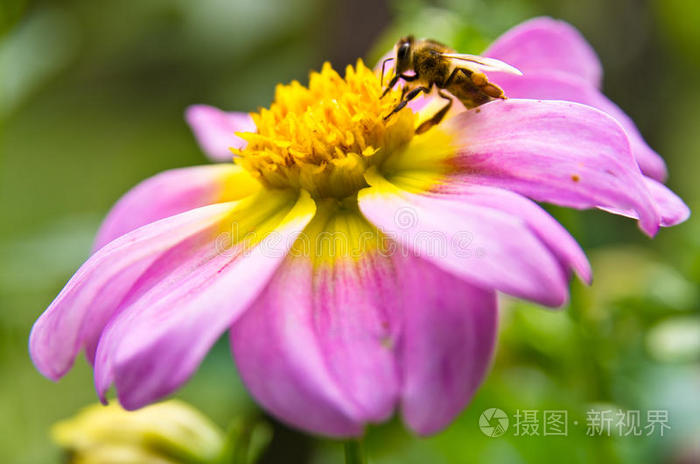 觅蜜app_觅蜜_觅蜜直播怎么看福利