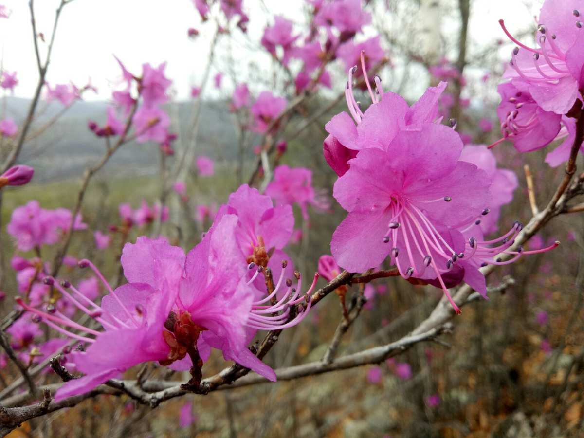 塞西莉亚花在哪采集_采集花塞西莉亚怎么采集_塞西莉亚花采集点
