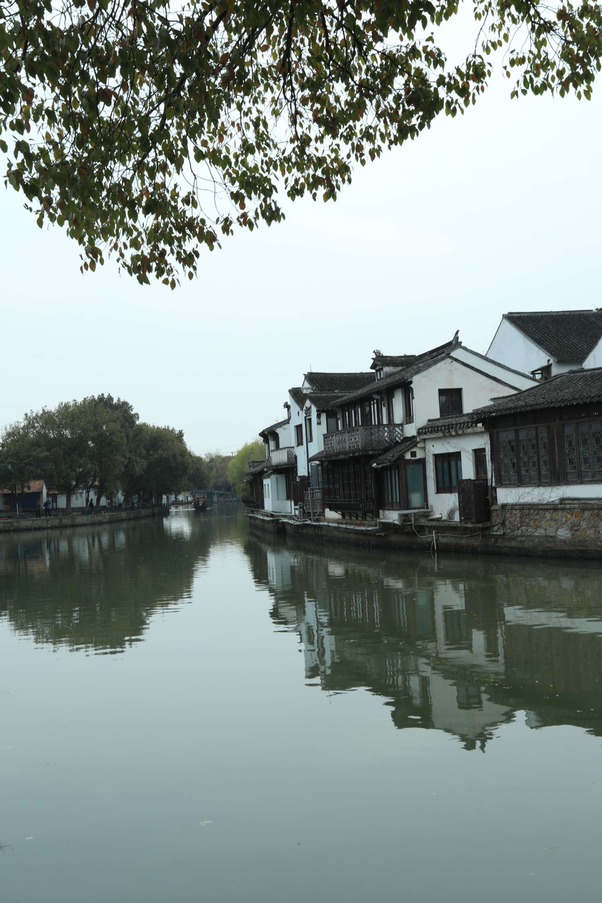 有良田美池桑竹之属的之_桑竹的图片_桑竹