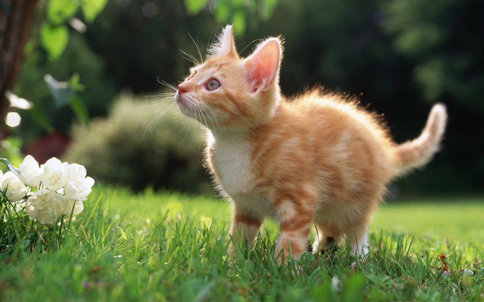 借号猫_借号猫_借号猫
