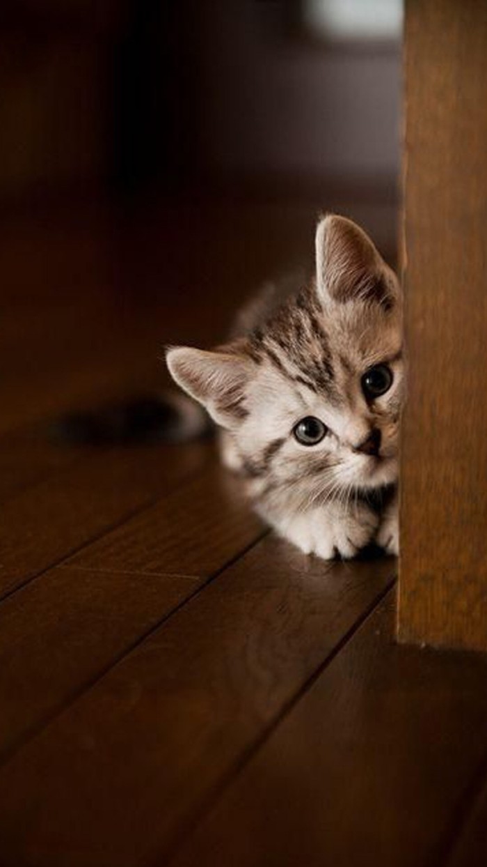 怎么翻译猫语_在线翻译猫语_猫语翻译