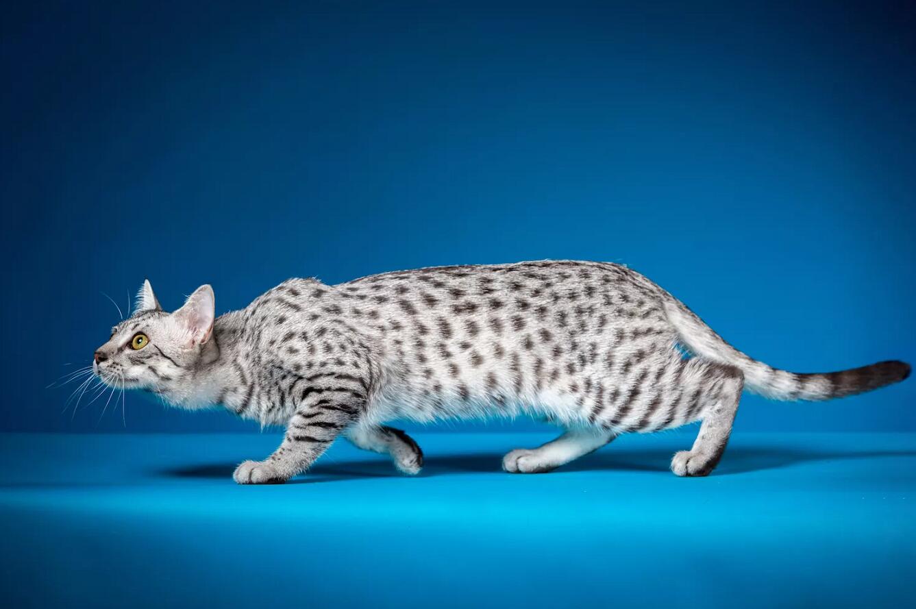 宠物荷兰猪是什么动物_荷兰猪是宠物猪吗_荷兰猪是宠物吗