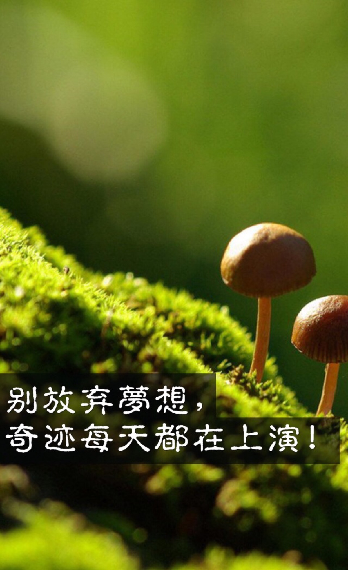完美奇迹_奇迹完美虚伪镶嵌图_奇迹完美双子镶嵌