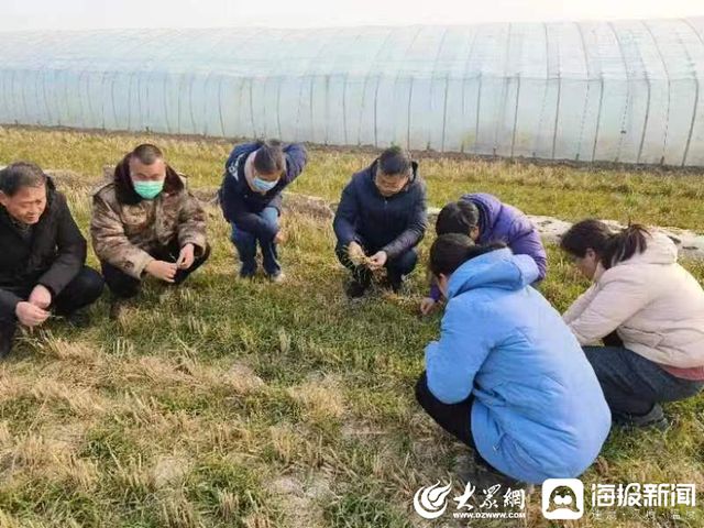 草爹_草爹_爹草治肺炎