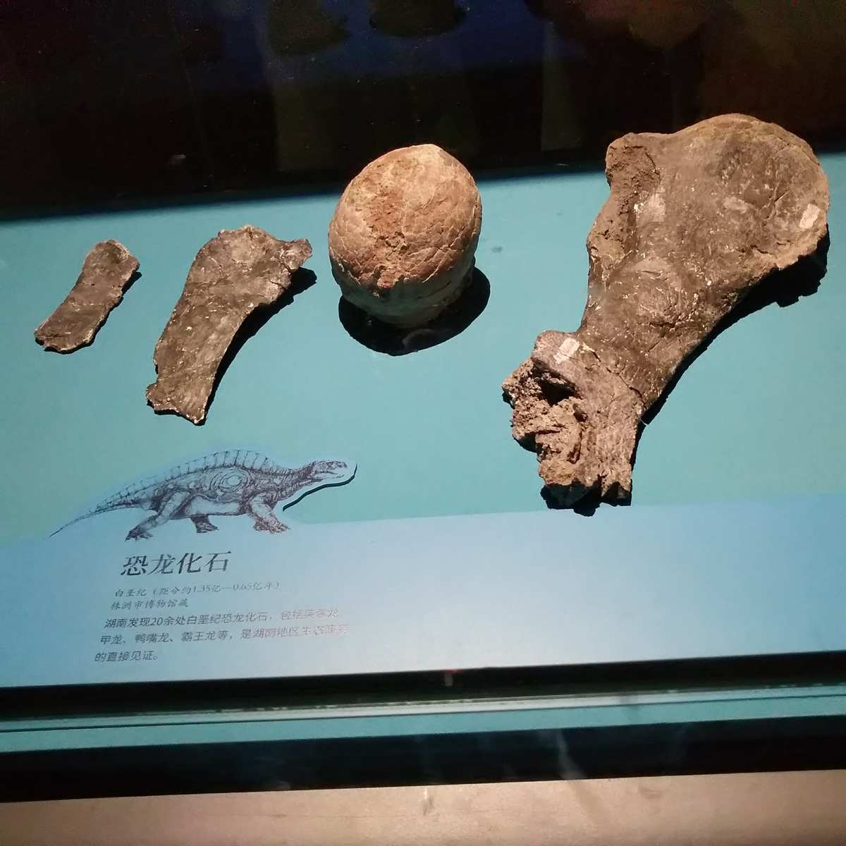 蛮颚龙_战栗的黑龙颚_龙颚碎