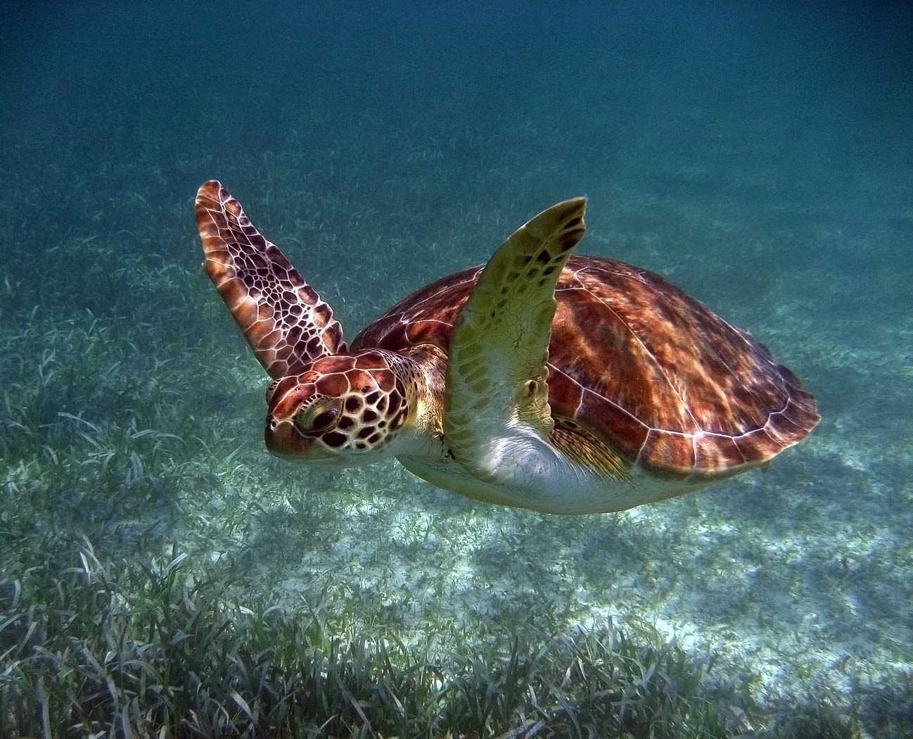 壳海龟类比_海龟壳是什么形状的_海龟的龟壳实际是他的什么