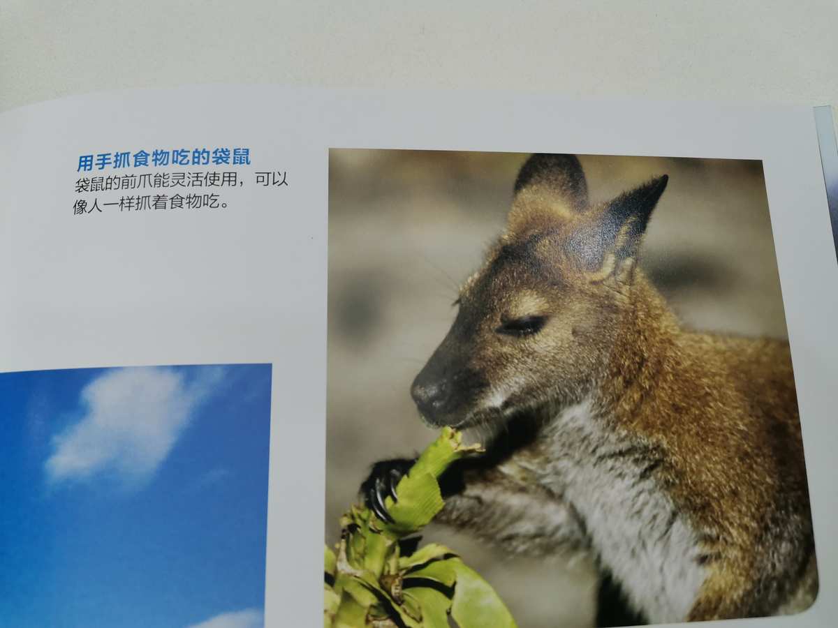 袋鼠吃什么食物图片_袋鼠吃肉吗_袋鼠吃什么