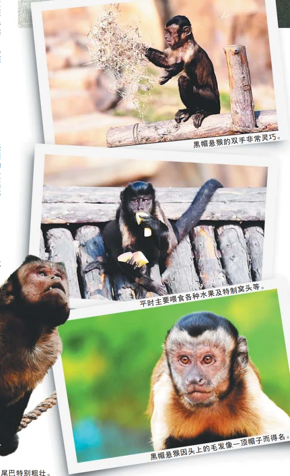 熊霸天下_熊霸高达_熊霸
