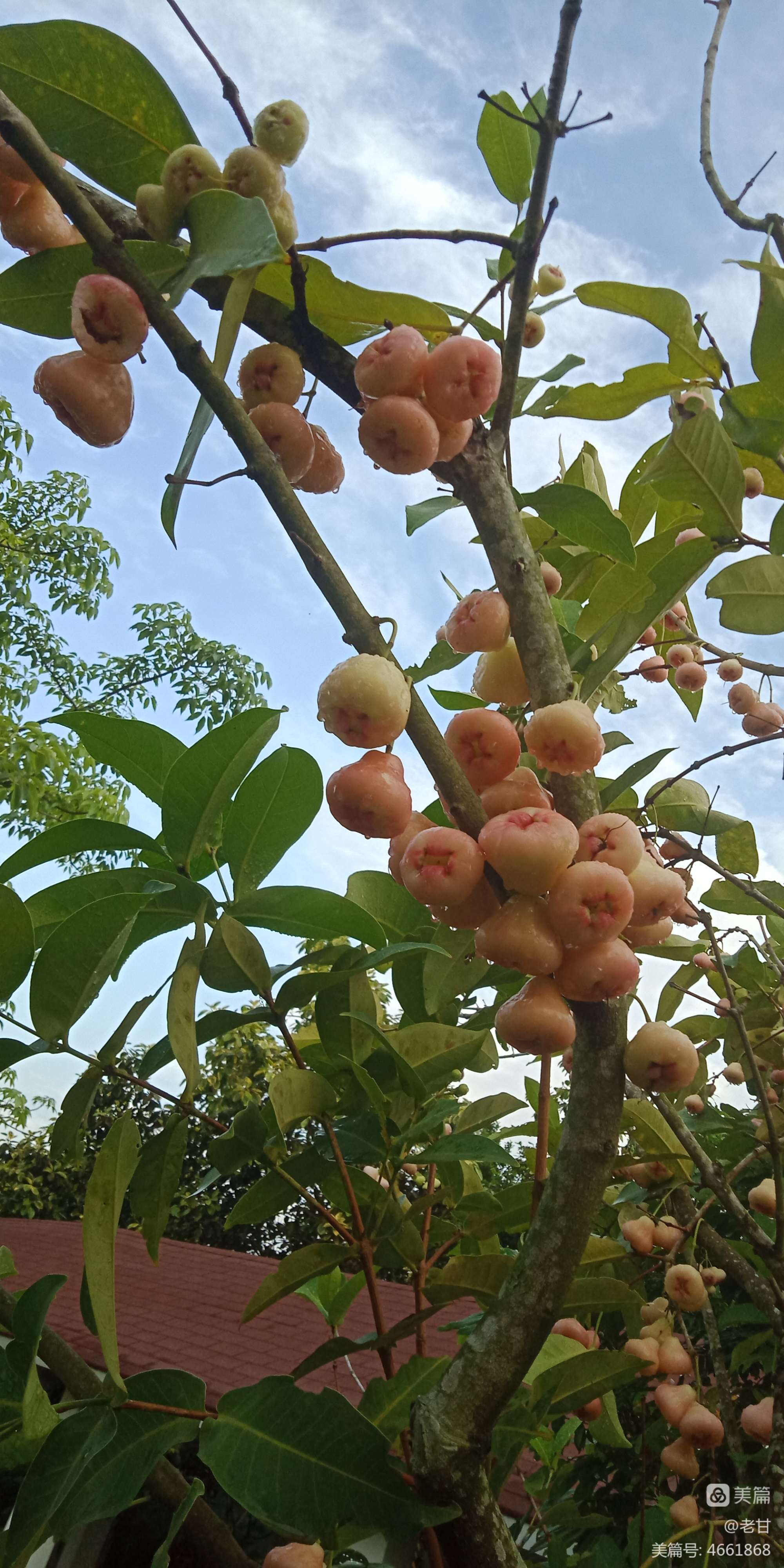 小说苹果树_苹果小说_小说苹果版下载