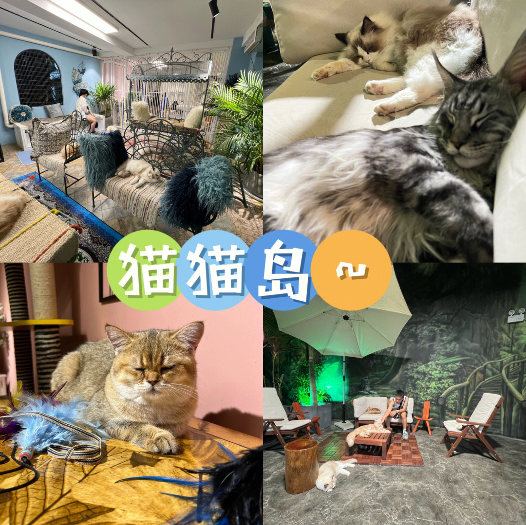 猫和老鼠_猫九_猫的品种