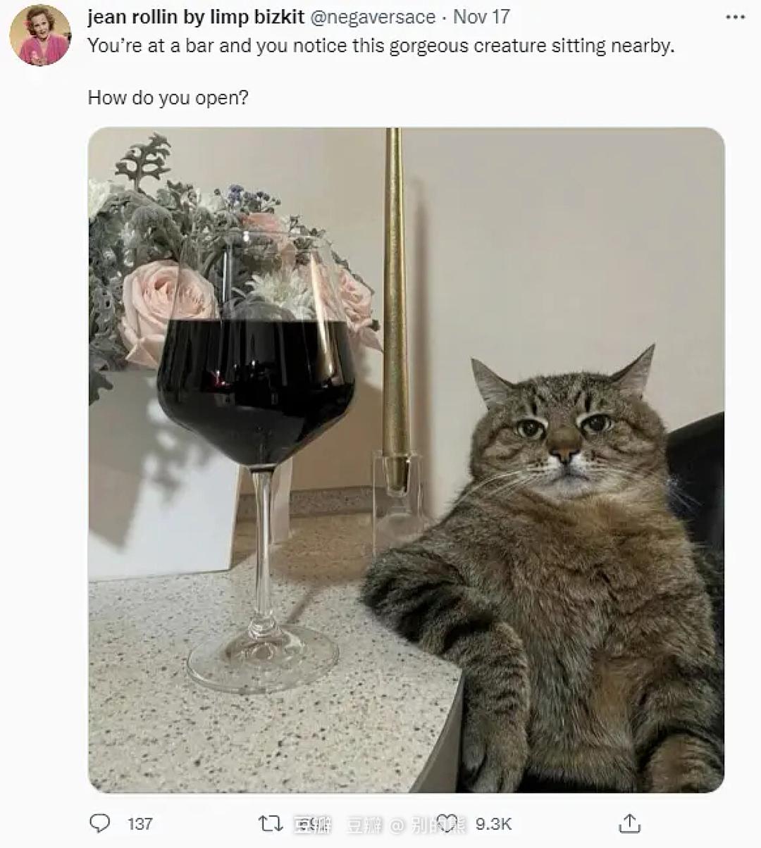 猫的品种_猫和老鼠_猫九