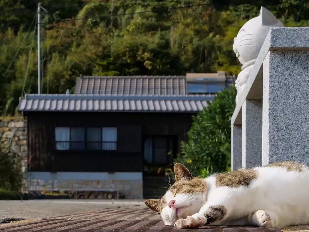 猫九_猫和老鼠_猫的品种