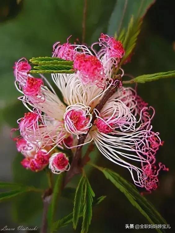 链花楼_花链_织带机排花链视频