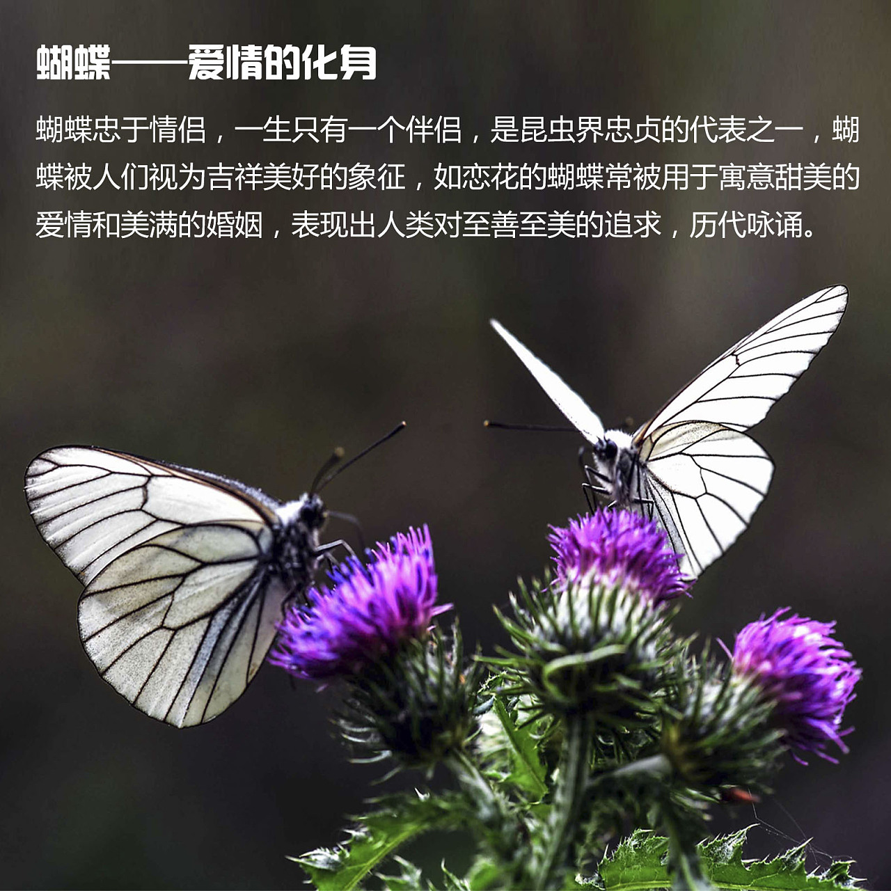 觅她app_觅她直播_觅她