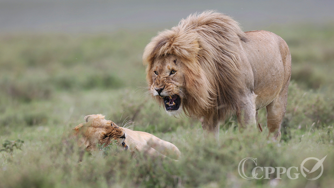 雄狮天降_雄狮天下_天将雄狮