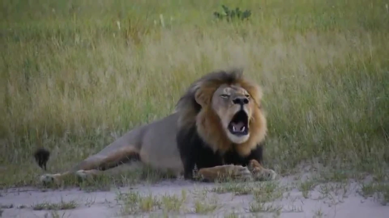 天将雄狮_雄狮天下_雄狮天降