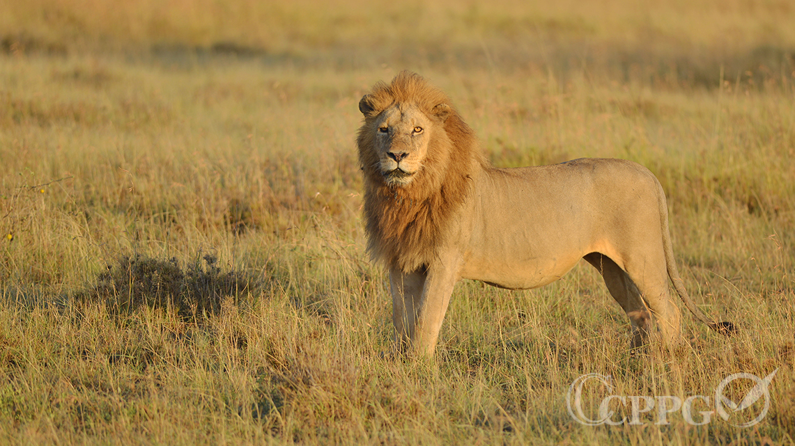 雄狮天降_天将雄狮_雄狮天下