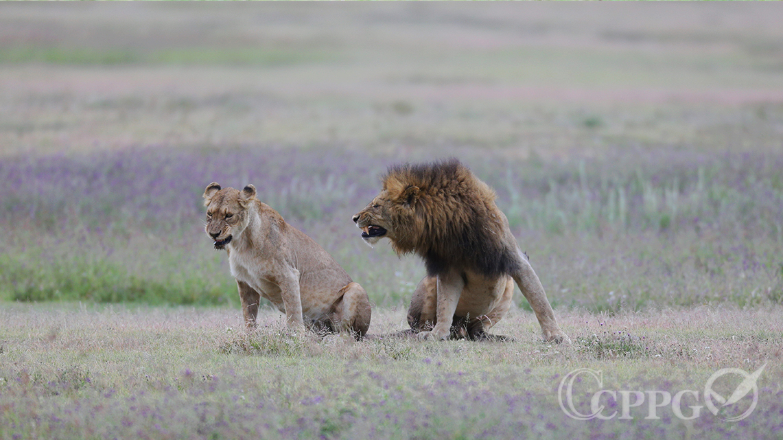雄狮天降_雄狮天下_天将雄狮