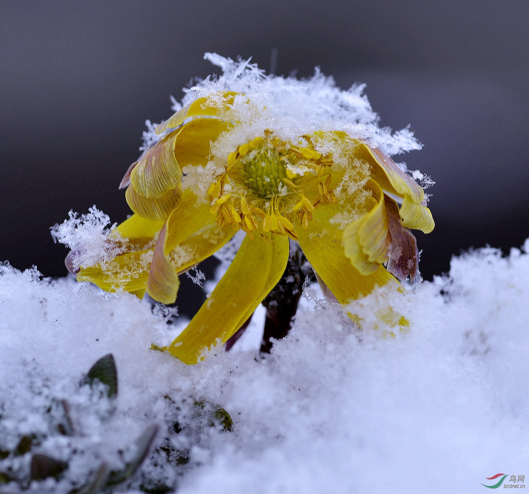 冰霜花_冰霜花的外形特点_冰霜花花朵在哪