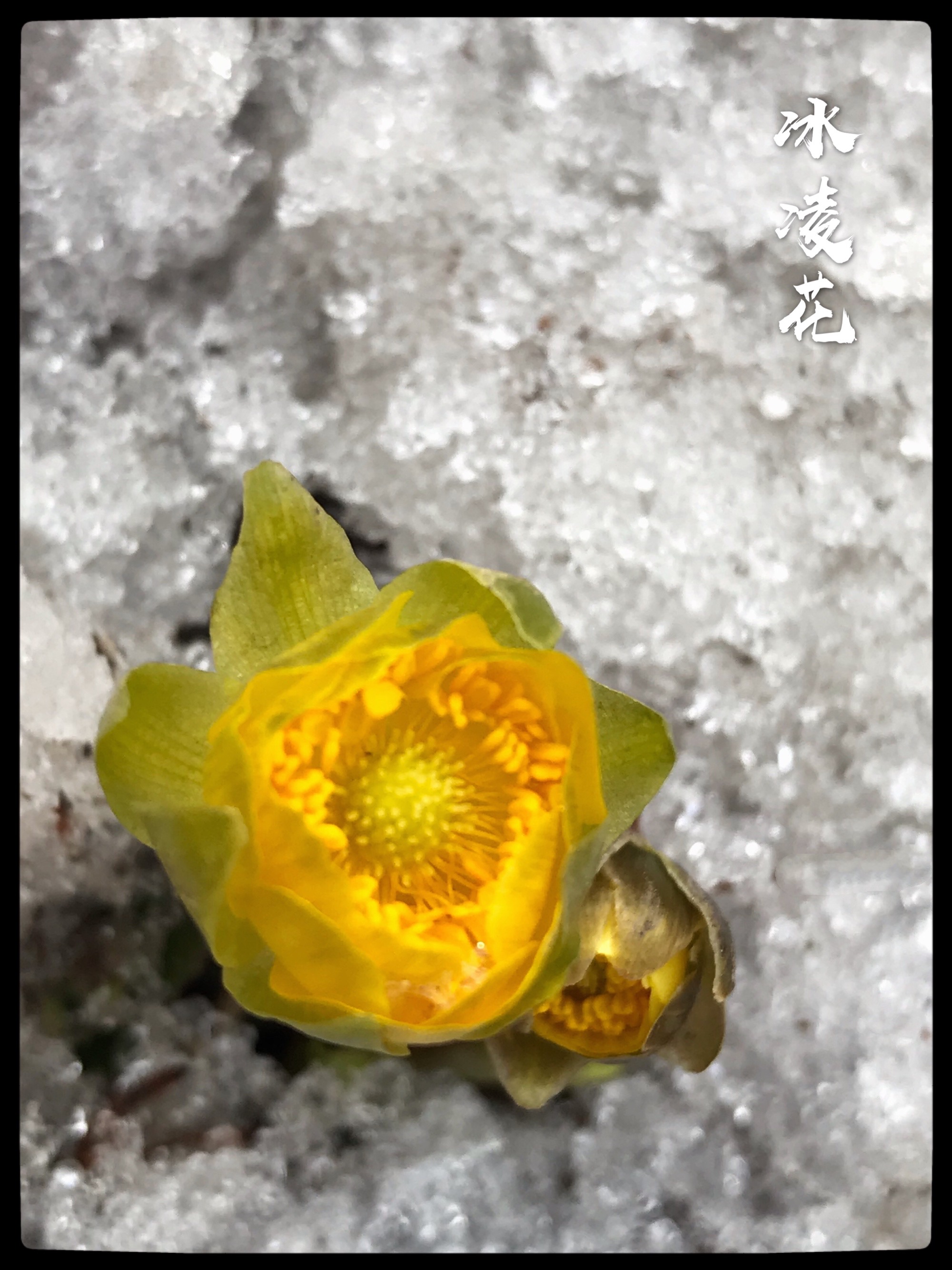 冰霜花的外形特点_冰霜花花朵在哪_冰霜花
