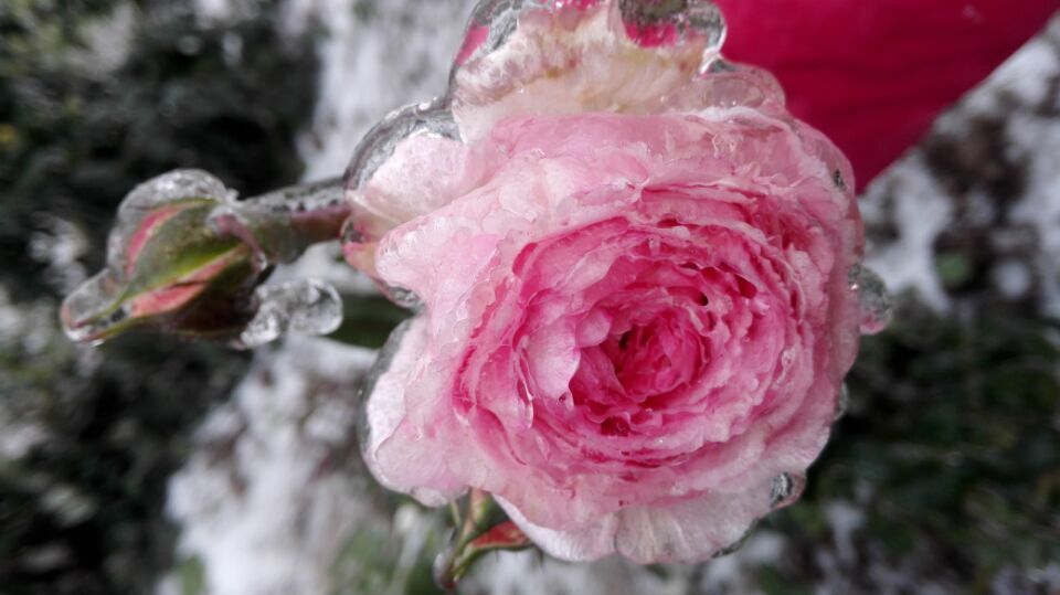 冰霜花的外形特点_冰霜花花朵在哪_冰霜花