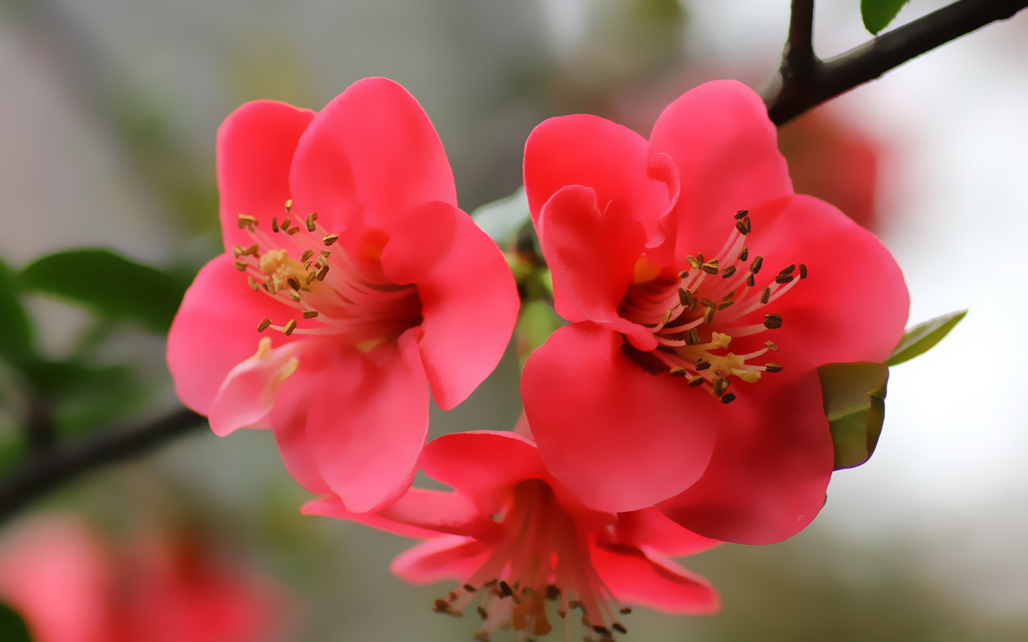 花粉图片大全高清_花粉图案_花粉图片