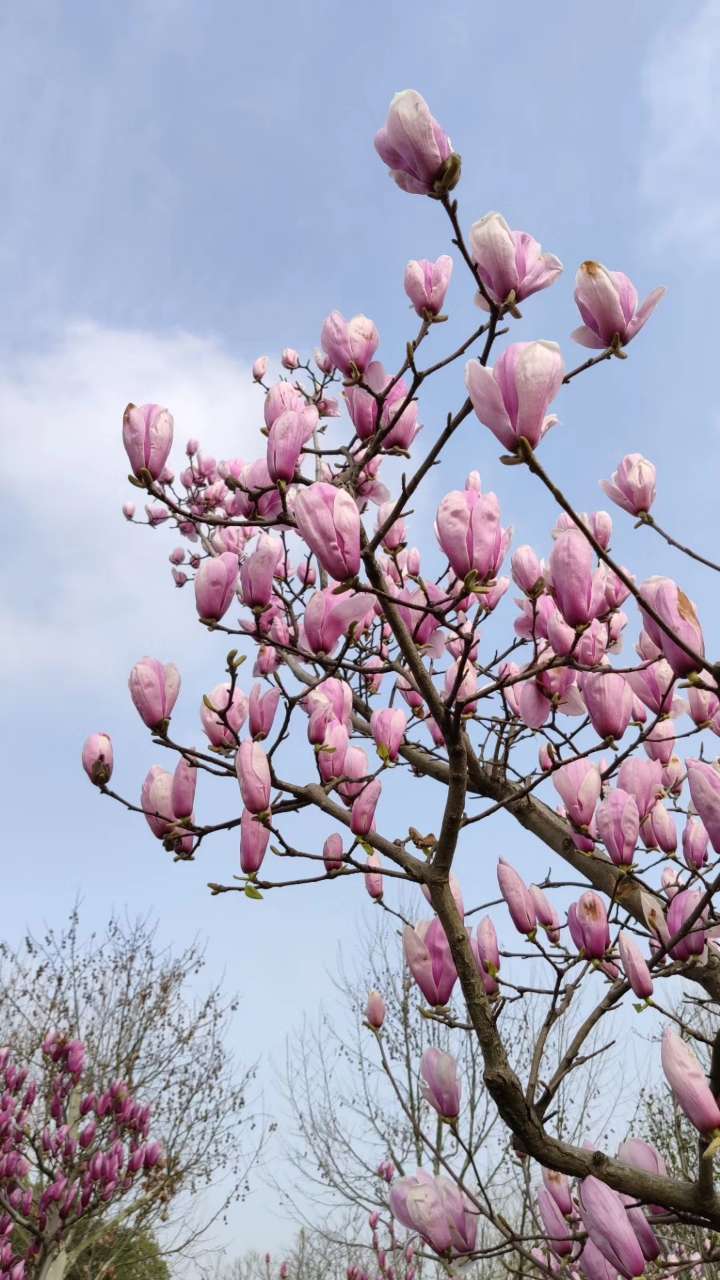 花粉图案_花粉图片大全高清_花粉图片