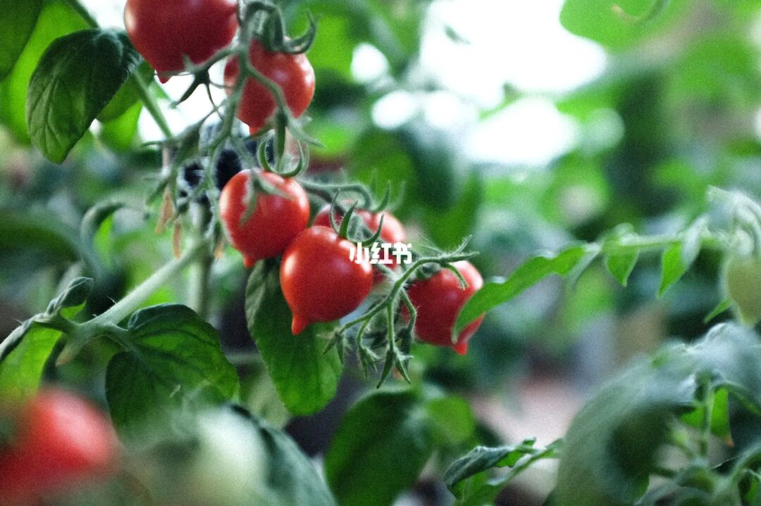 番茄小说阅读免费_番茄小说官网入口_番茄小说