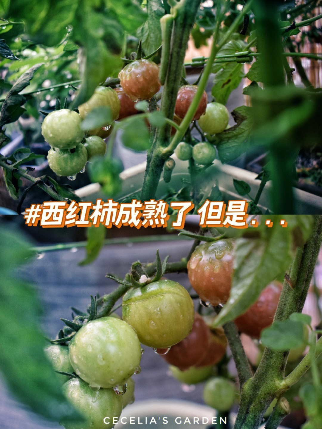 番茄小说_番茄小说阅读免费_番茄小说官网入口
