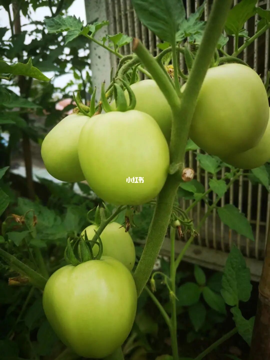 番茄小说官网入口_番茄小说_番茄小说阅读免费