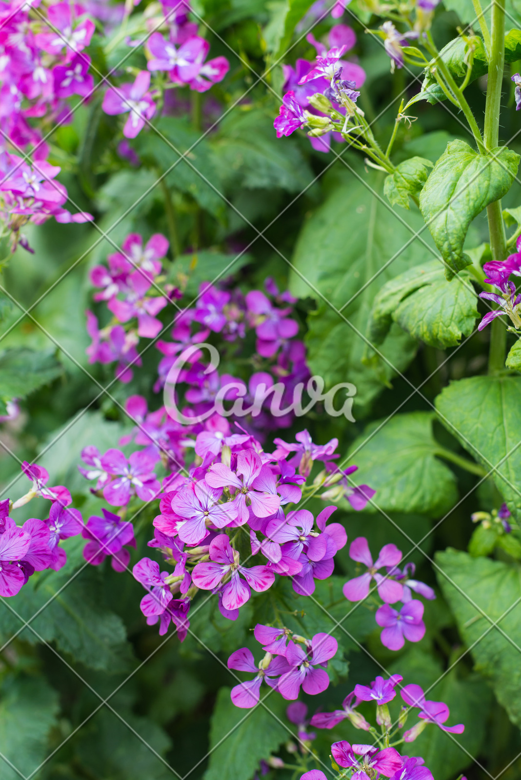 含羞草污_含羞草污_含羞草污