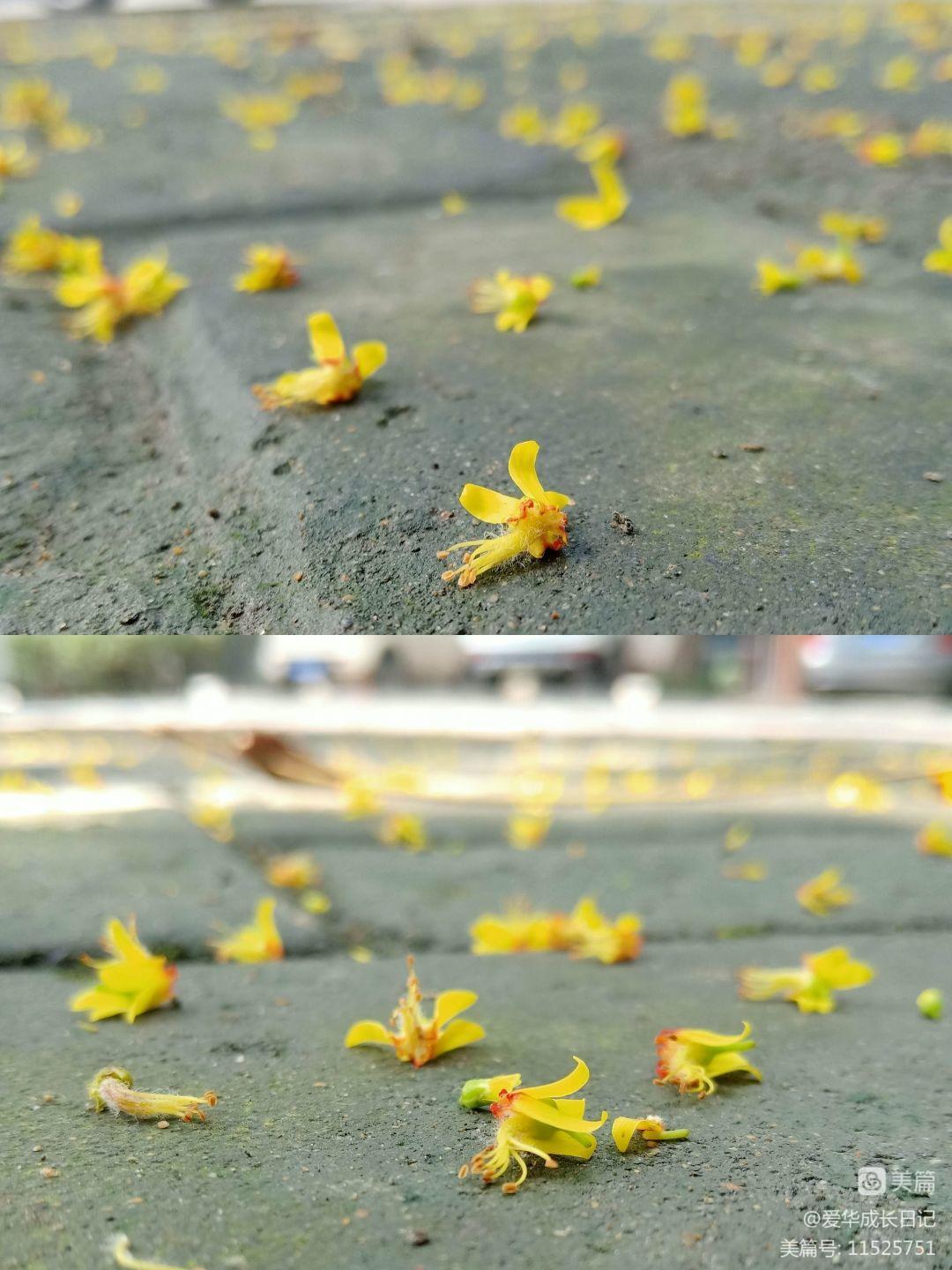 含羞草污_含羞草污_含羞草污