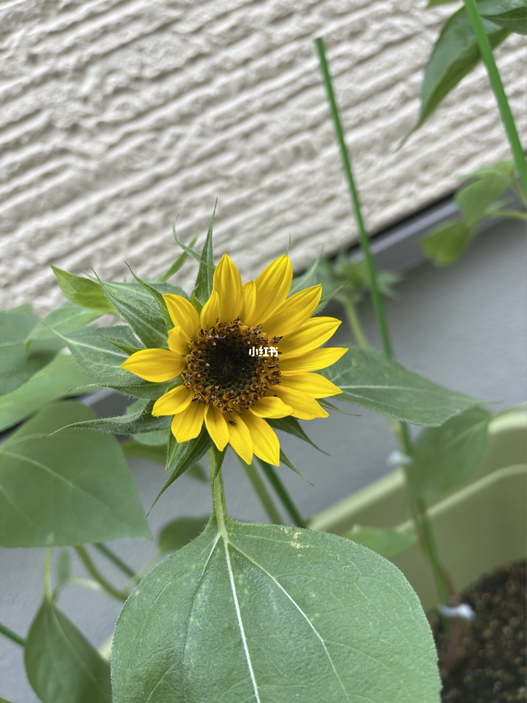 视频向日葵在线下载软件_向日葵视频在线下载网_向日葵视频在线下载